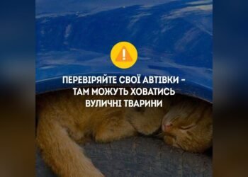 Патрульні закликають водіїв перевіряти авто через тварин під капотом